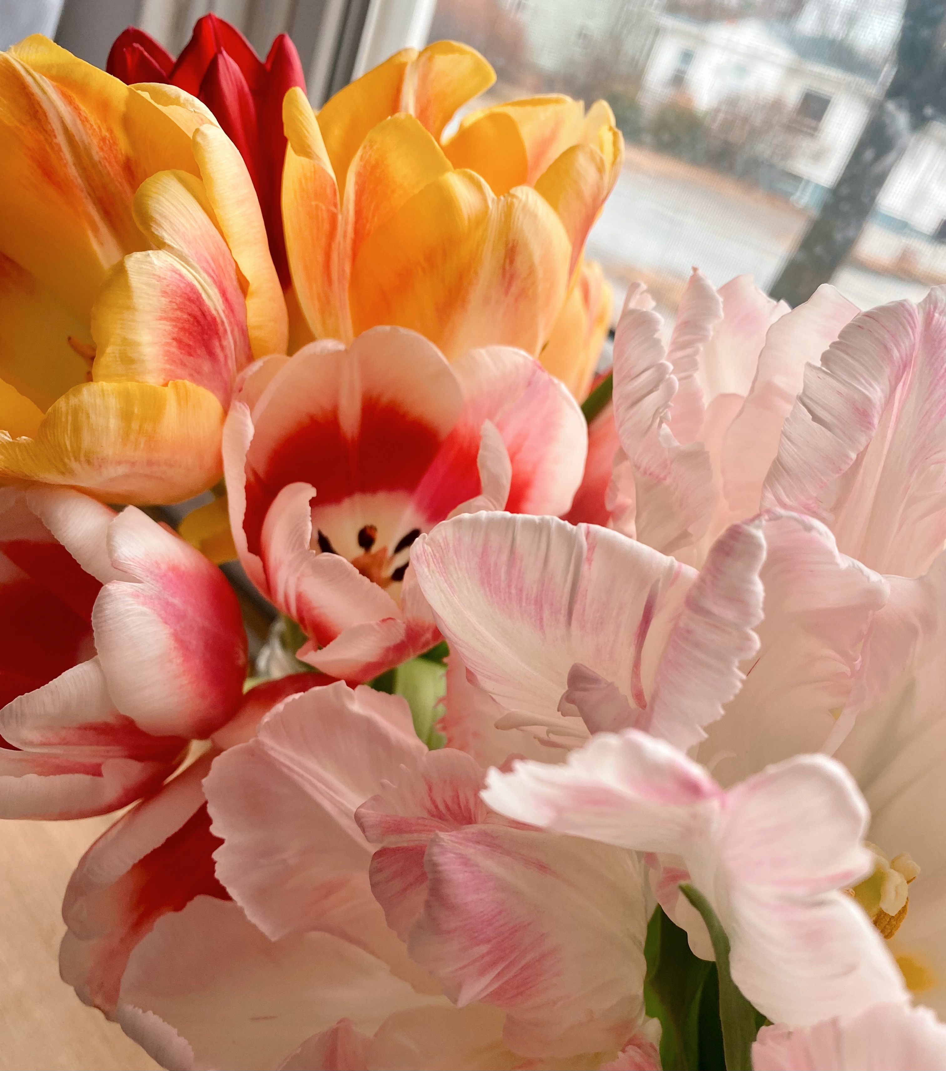A Deconstruction and Reading of Tulips by Sylvia Plath - Hephzibah Grace